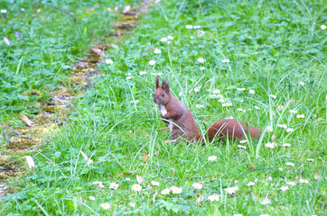 Squirrel on the ground standing in two legs
