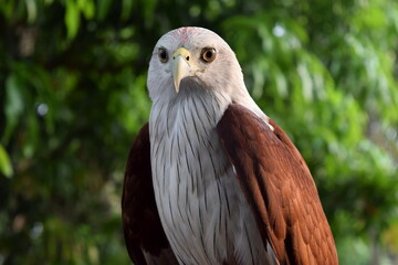Brahminy kite (Haliastur indus)
