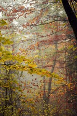 dream forest shrouded in thick fog. colored beech leaves in the autumn season