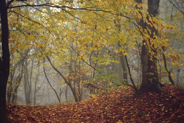 dream forest shrouded in thick fog. colored beech leaves in the autumn season
