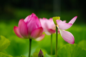 散りゆく蓮の花