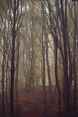 dream forest shrouded in thick fog. colored beech leaves in the autumn season