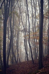 dream forest shrouded in thick fog. colored beech leaves in the autumn season