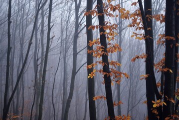 dream forest shrouded in thick fog. colored beech leaves in the autumn season