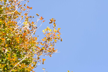 maple leaf, maple leaves or green leaf