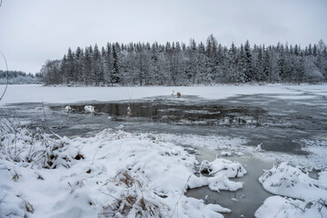 Swans in an almost frozen lake. Winter 2021, Lithuania.