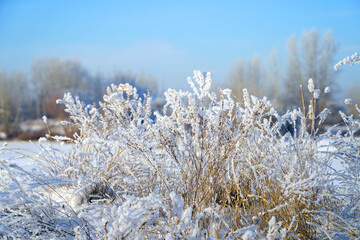 Beautiful dry grass covered with snow in hoarfrost against blue sky
