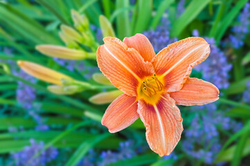 Fototapeta premium Close up of a beautiful orange day lily