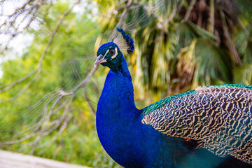 Naklejka premium close up of peacock