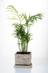 Pot Hamedorea on a white background. Home palm tree in a flowerpot. Vertical frame. Front view. Isolate.