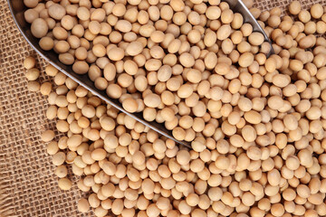 Soya bean in metal scoop on jute yarn fabric background