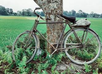 Naklejka premium An old bicycle parked with the support of a tree near the rice field