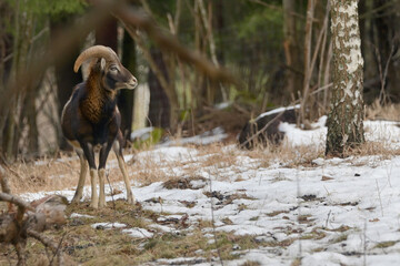 European Mouflon Ovis Ammon Musimon