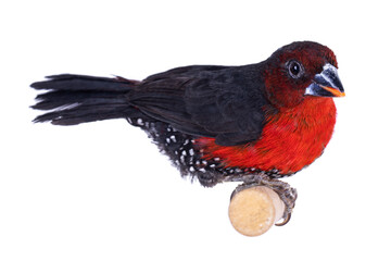 Western bluebill aka Spermophaga haematina bird, sitting on wooden branch. Isolated on white background.