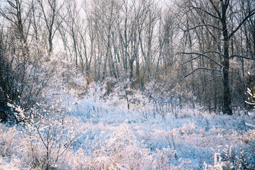 Meadows, bushes and trees covered with frost