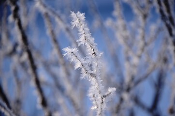 Detailed Crystal frost on the branches Winter landscape. White hoarfrost covered branches of tree...