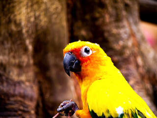 Cute Yellow Sun Conures Bird