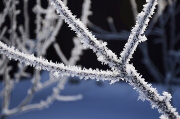 Crystal frost on the branches Winter landscape. White hoarfrost covered branches of tree 