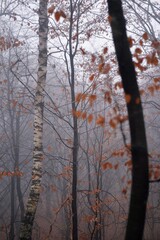 Fototapeta premium dream forest shrouded in thick fog. colored beech leaves in the autumn season
