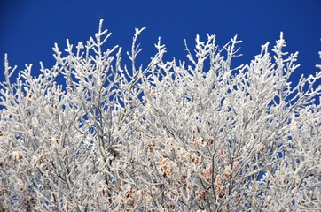 Snow covered branches of tree on a background of blue sky. Winter landscape hoarfrost branches