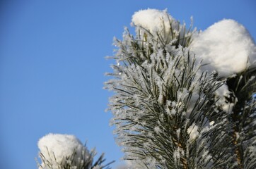 Snow covered branches of fir tree on blue sky background