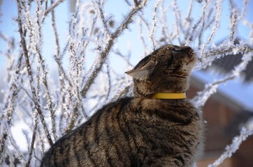Gray outbread cat on background of white branches with hoarfrost