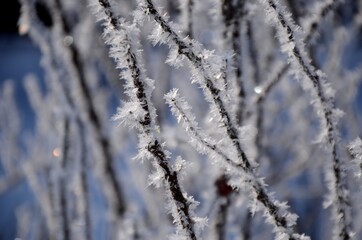 Crystal frost on the branches Winter landscape. White hoarfrost covered branches of tree 