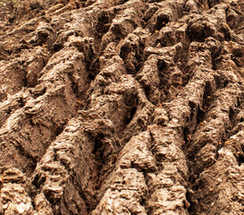Brown oak bark texture close up