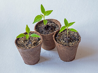 Three chilli pepper seedlings, variety Basket of Fire, growing in fibre pots on a white background