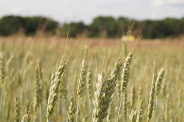 Getreidefeld Ackerbau Landwirtschaft