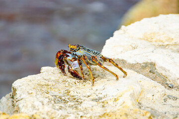 crab on beach in caribbean. Macro shot
