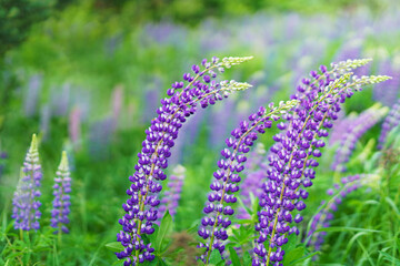 Lupine flowers in the wind. Summer flower background