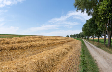 Fototapeta na wymiar Kleines geerntetes Feld mit Strohreihen neben einem idyllischen Feldweg mit einer Baumreihe