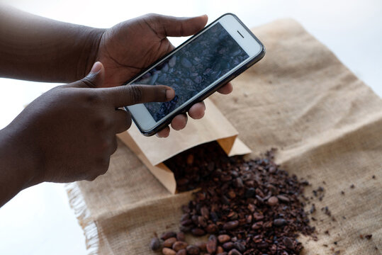 African worker hands  holds a smartphone taking photo of Cacao bean, Cocoa bean for making a Cocoa nibs and hot cocoa and chocolate, selective focus