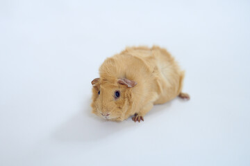 Brown adult guinea pig sitting on white paper looking at the camera