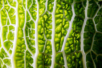 details of cabbage, close up