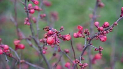 Blume, Winter, kalt, pink