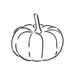 Vector illustration of whole pumpkins. pumpkin, vector sketch illustration