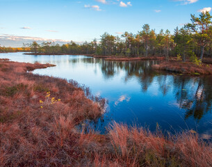 Autumn morning in the swamp. Natural landscape in the Ozernoye Swamp National Park  .with dry yellow grass on the shore