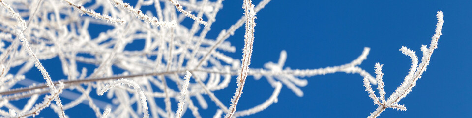 Banner branches of trees covered with frost on blue sky background. Winter landscape.