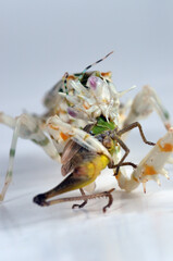 Pseudocreobotra wahlbergii eatting grasshopper macro