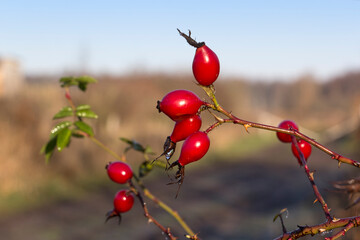 View of a bush with rose hips. There are a few raindrops hanging on the red fruits.