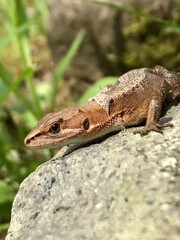 カナヘビ