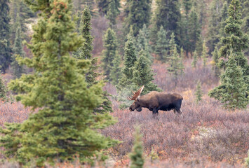 Alaska Yukon Bull Moose in Autumn
