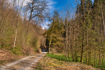 Waldweg im Frühling