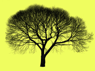 Lemon color background with a leafless tree silhouette. Lemon color hex code is #effd5f.