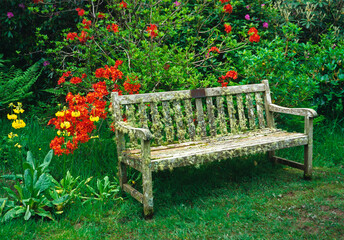 Lichen covered seat with Azalias and Primulas  in a Country House Garden