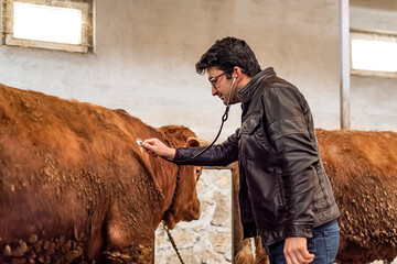 A veterinarian examines cows and bulls with a stethoscope inside a modern barn. Modern and smart...