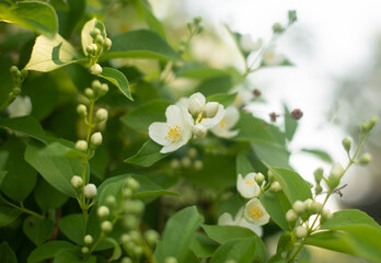white flowers blooming apple trees against the background of green leaves