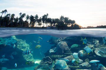 Below and above the sea surface with beautiful fish and palm trees on the beach and beautiful sunset.